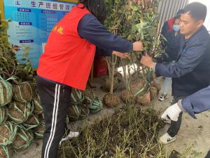 擁抱春天，播種綠色丨中原奧起黨支部開展植樹節(jié)活動